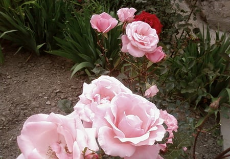 tbilisi  - flower, pink