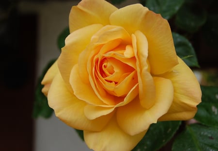 Yellow Rose of?...... - flowers, summer