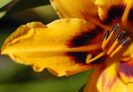 Yellow flowers - beautiful, green, purple, yellow