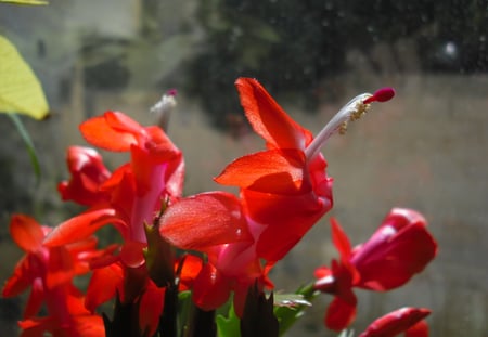 XMAS CACTUS - 781941, okikoki