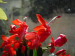 XMAS CACTUS