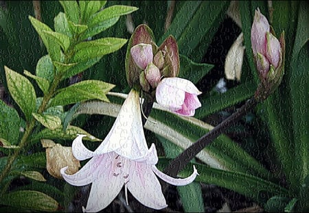 CreativeWanda10 - i created all my photography enhancements, puzzled flower