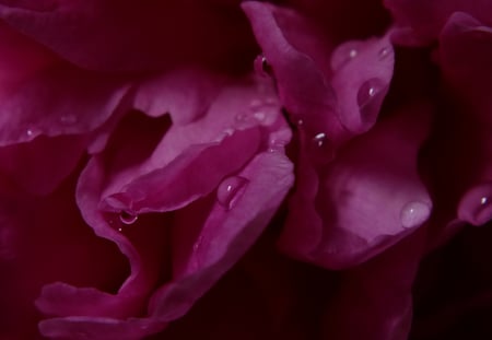 fresh flower - beauty, flower, pink, water